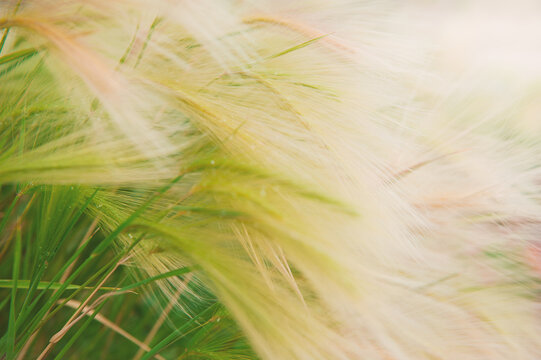Natural background with green barley grass swaying in meadow