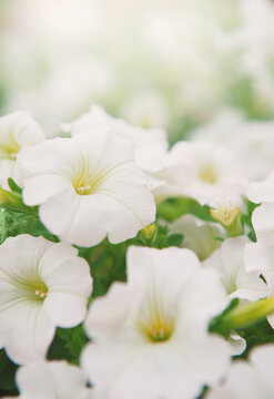 Garden summer background with soft petals of petunia flower