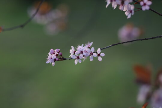 beautiful pink flowers on a cherry plum tree , prunus cerasifera, blooming at springtime on a green background, macro photography