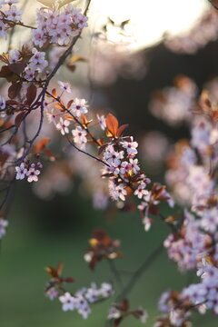 beautiful pink flowers on a cherry plum tree , prunus cerasifera, blooming at springtime on a green background, macro photography