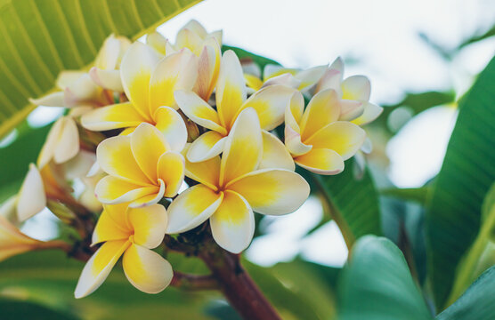 Plumeria flowers bloom beautifully. Selective focus.