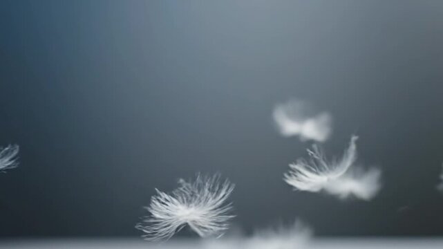 Soft white feathers floating gently in slow motion against a blurred blue background