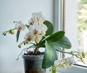 orchid pot, Phalaenopsis Aphrodite on the windowsill, petals, buds, close-up © pavlobaliukh