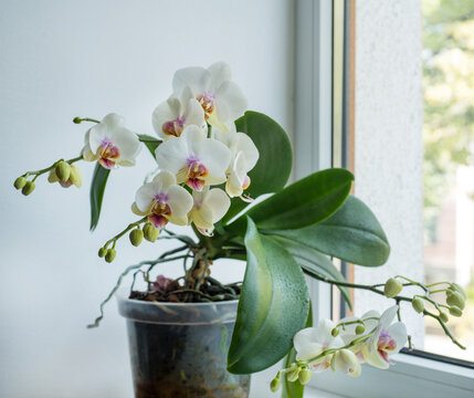 orchid pot, Phalaenopsis Aphrodite on the windowsill, petals, buds, close-up