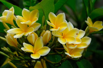 Obraz premium Plumeria acuminata. Yellow Balinese frangipani flowers bloom on the branches.