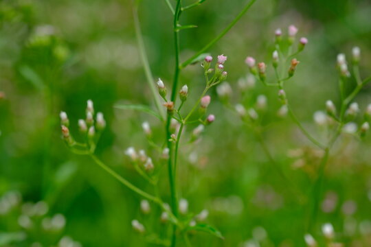 Cyanthillium cinereum (also known as little ironweed and poovamkurunnal or poovamkurunnila in Malayalam, and monara kudumbiya in Sinhalese) is a species of perennial plant in the sunflower family.