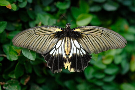 The pastor butterfly is a type of butterfly in the Papilionidae family. It is widespread in southern Asia, from the Indian subcontinent through Southeast Asia to southern Japan. Blurred image.