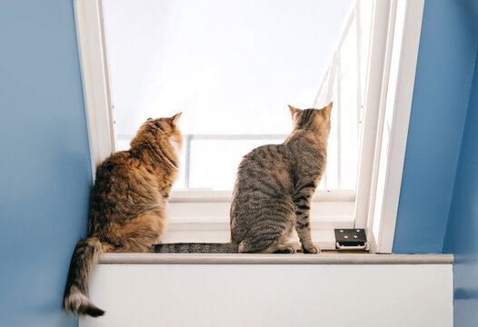 Indoor cats sitting by the window or roof hatch and looking out. Relaxed two cats sitting at the top of the staircase looking at things outside. Tabby kitten and calico cat. Selective focus.
