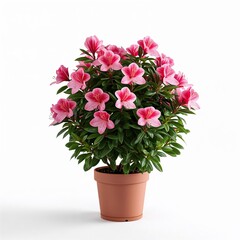 Fototapeta premium Modern botanical scene with pink azalea plant in simple pot isolated on clean background ideal for floral decor branding and minimal compositions