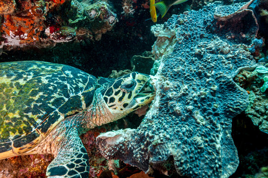 South Africa, Sodwana Bay, Hawksbill Sea Turtle (Eretmochelys imbricata)