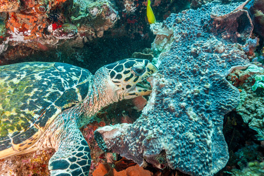 South Africa, Sodwana Bay, Hawksbill Sea Turtle (Eretmochelys imbricata)