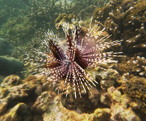 Banded sea urchin (Echinothrix calamaris) releasing white gamete streams