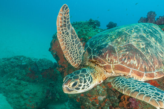 South Africa, Sodwana Bay, Green Sea Turtle (Chelonia mydas)