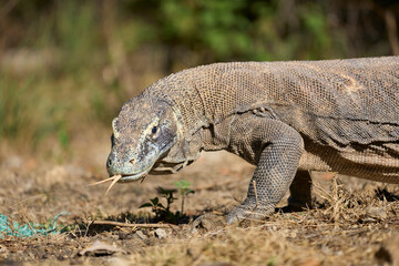 Fototapeta premium Komodo dragon in its natural habitat on Komodo Island. One of the largest lizards on Earth captured in the wild environment of Indonesia.