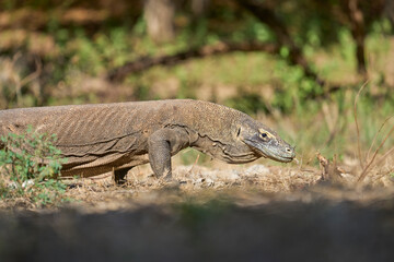 Fototapeta premium Komodo dragon in its natural habitat on Komodo Island. One of the largest lizards on Earth captured in the wild environment of Indonesia.