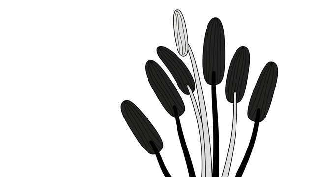 Minimalist botanical illustration of flower stamens on white.