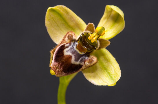 Ophrys bombyliflora, ofride fior di bombo