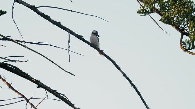 A kookaburra is perched on a branch of a tree in the morning light, surrounded by nature and clear skies.