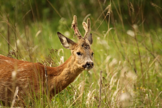Rhoe deer in the grass