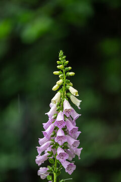 A towering spike of Purple Foxglove is captured in high detail, with heavy raindrops pearling off its vibrant, bell-shaped blossoms.