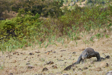 Fototapeta premium Komodo dragon in its natural habitat on Komodo Island. One of the largest lizards on Earth captured in the wild environment of Indonesia.