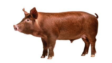 Fototapeta premium Red Brown Pig Standing Profile View Showing Full Body