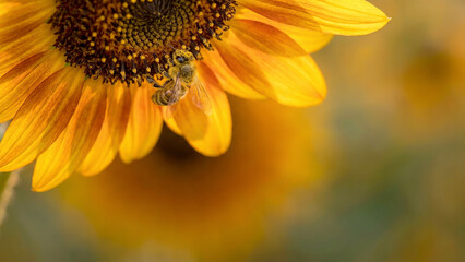 Obraz premium Sunflower close-up macro with honeybee collecting pollen in golden ...