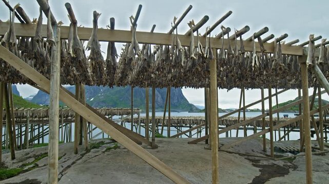 Wooden racks for drying stockfish in Lofoten, Norway. Traditional fish drying process in open air with coastal landscape.