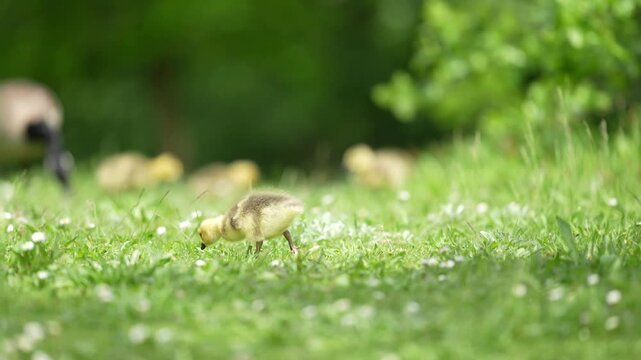 A tiny Canada goose gosling forages in grass and tiny spring flowers