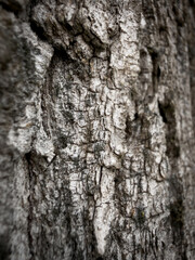 Fototapeta premium Rough tree bark texture showing natural organic pattern
