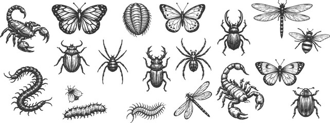 Collection of detailed black and white insect and arachnid illustrations. Vector © Bamby