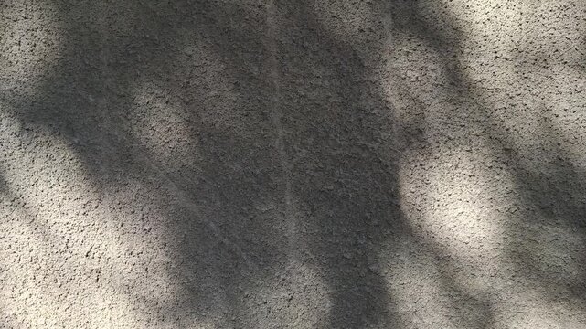 gentle foliage shadows on an old and rough wall background