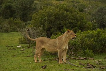 Obraz premium Lioness standing alert in Gondwana Game Reserve