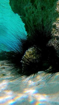 Vertical footage, Large group of Black Long Spined Sea Urchins, Diadema setosum gathered together beneath fossilized coral array on shallow inner reef, sheltered from bright midday sun