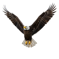 Obraz premium Majestic bald eagle in flight isolated on transparent background