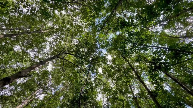 Looking up through tree forest