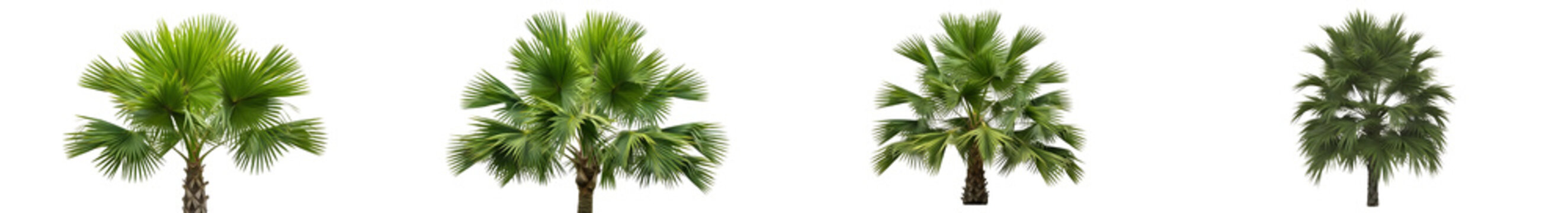 set of palm trees isolated on white background PNG ;;