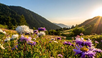 Obraz premium Flowers in a mountain meadow at sunset
