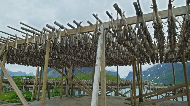 Stockfish drying racks filled with cod in Lofoten, Norway. Historic fishing industry method and cultural heritage scene.