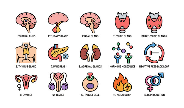 Human endocrine system diagram with glands organs and hormone functions