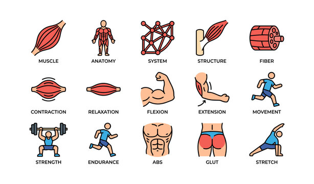 Human muscle anatomy and fitness icons: structure, flexion, strength, endurance, stretch