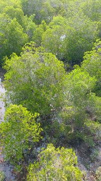 Natural green tree mangrove forest