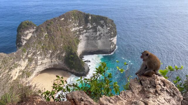 Wild monkey sitting on a rocky cliff overlooking Kelingking Beach and turquoise ocean on Nusa Penida, Bali, Indonesia. Tropical nature and famous travel destination in Southeast Asia.