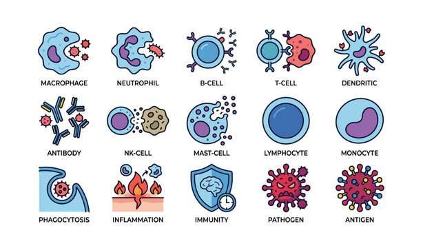 Illustrated guide to immune system cells and functions