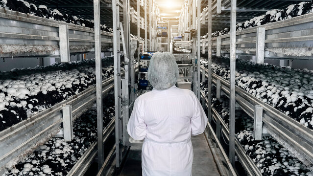 White-coated worker surveys bright indoor mushroom farm, rows of white button mushrooms thriving in dark beds