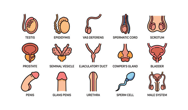 Male reproductive system diagram with labels for key organs and structures