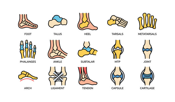 Anatomical diagram of human foot and ankle bones joints and ligaments