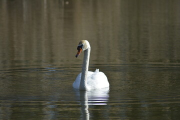 Fototapeta premium swan on the lake