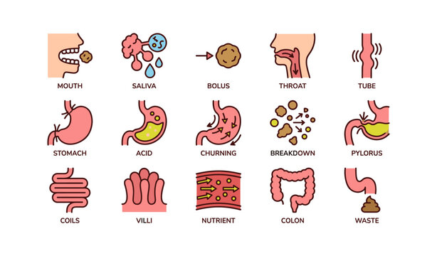 Digestive system process illustrated: from mouth to waste breakdown