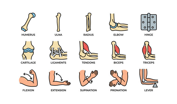 Human arm anatomy diagram with joints, muscles, and movements illustrated